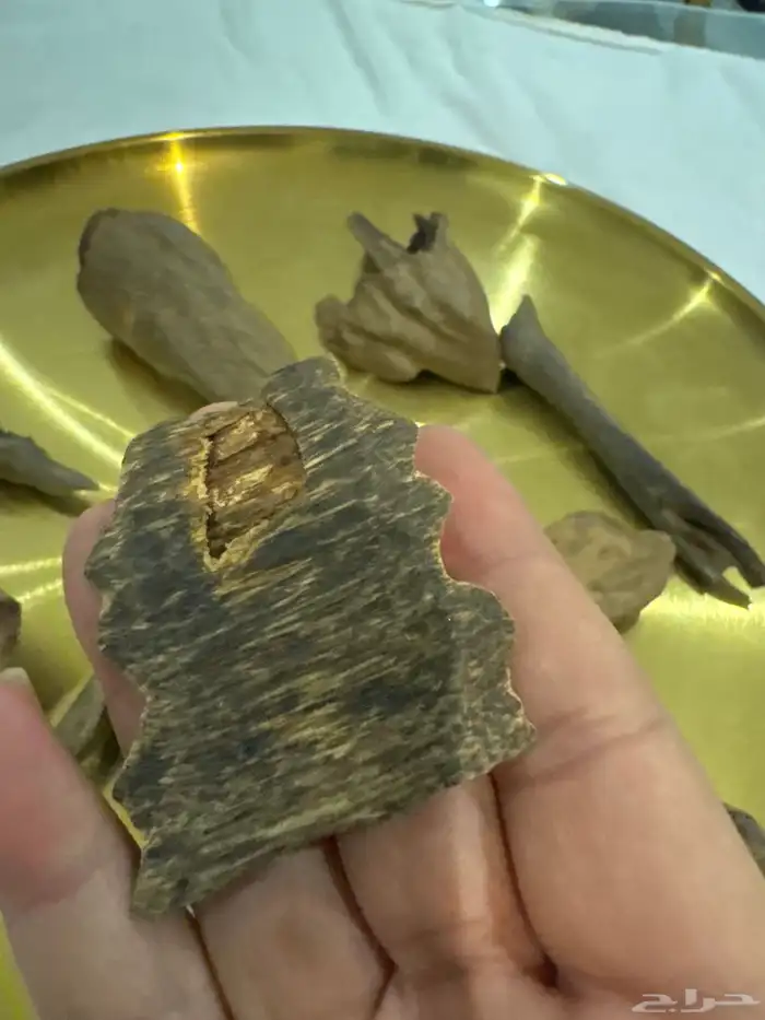 نوادر المروكي الحي 6