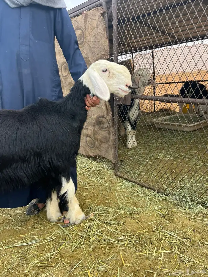 السلام عليكم ورحمة الله وبركاته 0