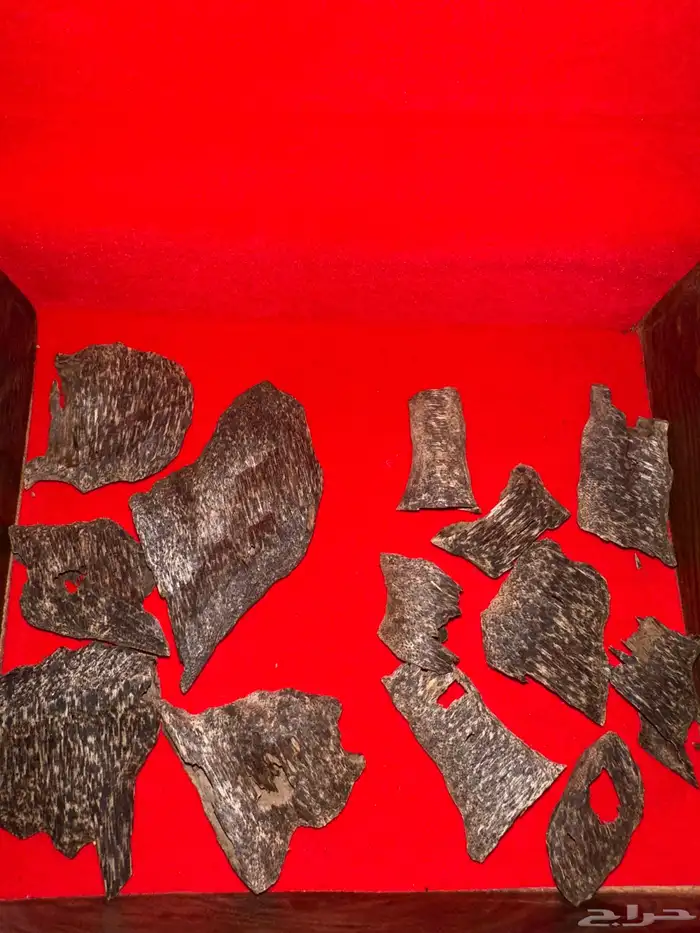 عود تراد VIP 0