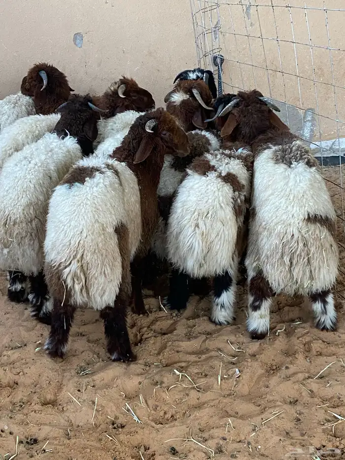 ذبايح للبيع 3