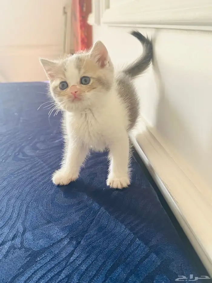 كيتن للبيع اناث وذكوره 3