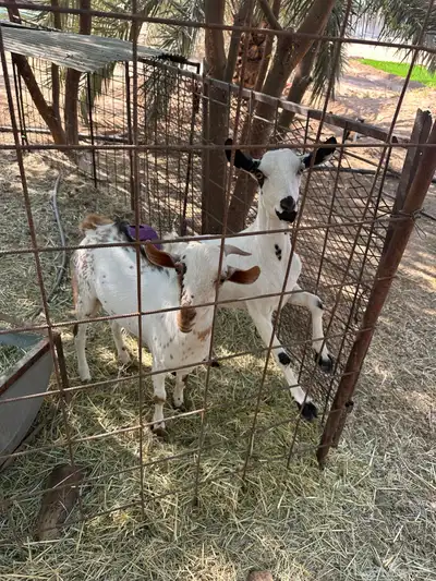 ماعز قزم index