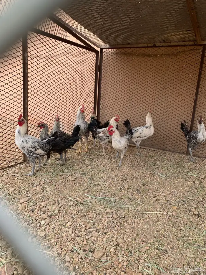 للبيع ديوك فيومي 1