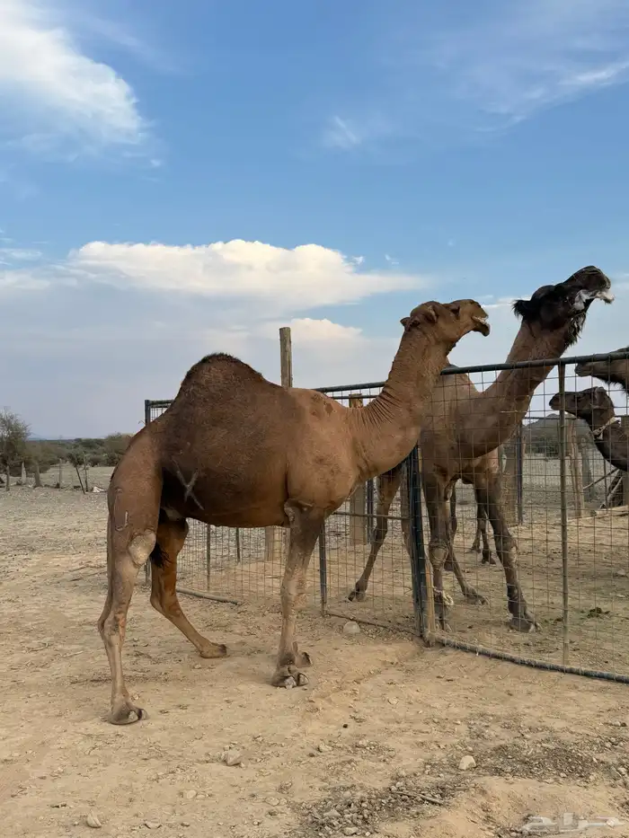 بعير حمر مشروط ضراب وعشار 22