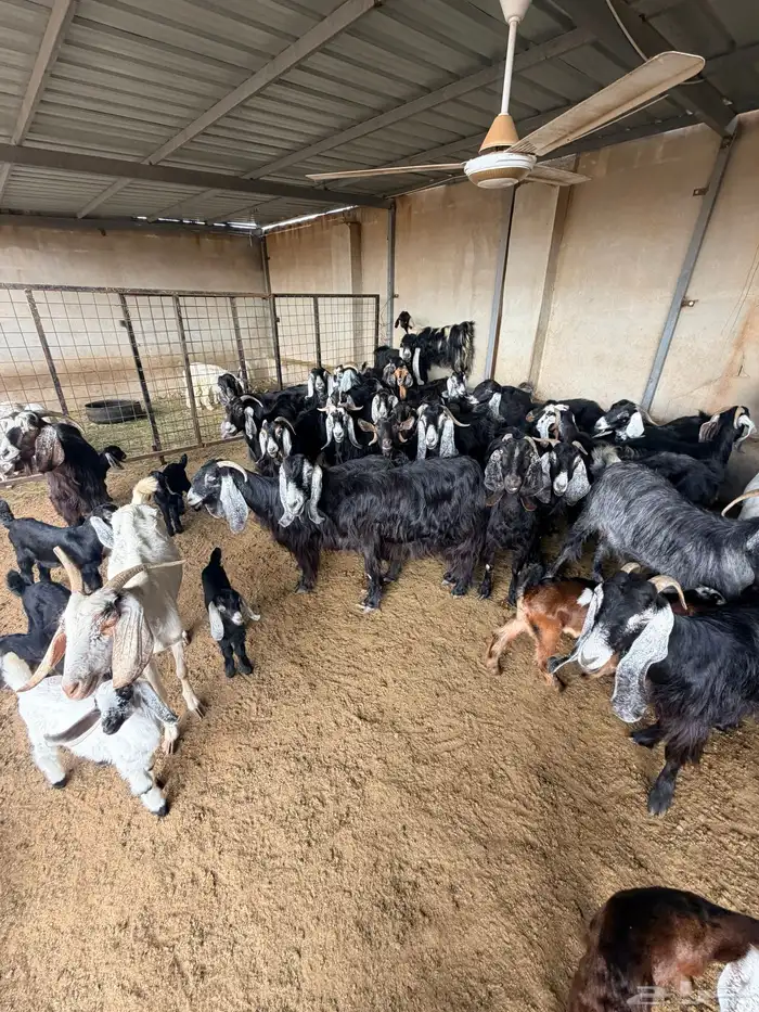 معزا عارضيات 4