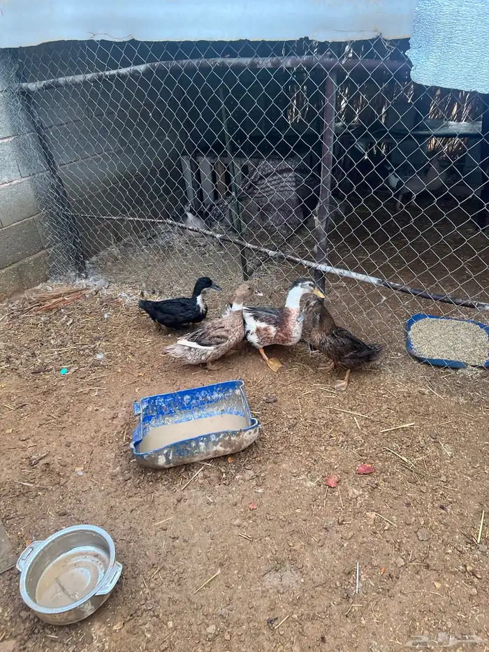 بط شرشري بياض 0