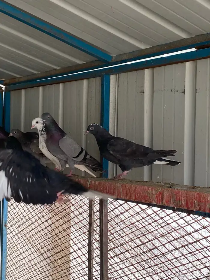 حمام قطيفي طبات ( تم البيع) 3