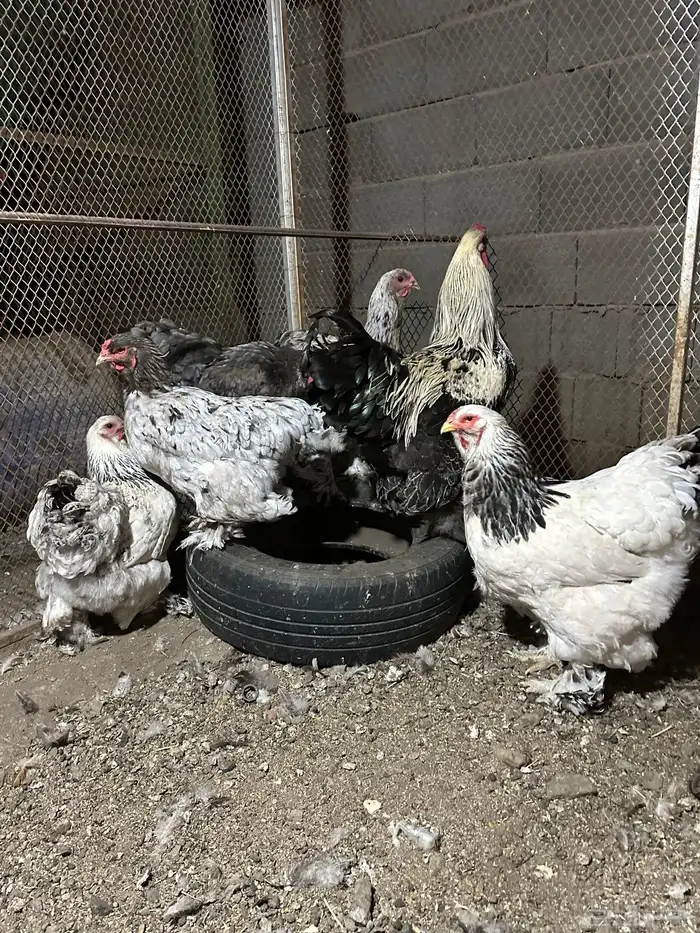 دجاج براهما اصلي 4