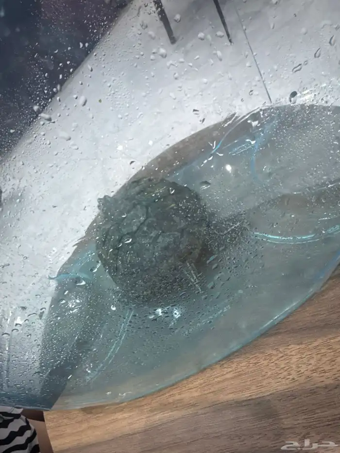 سلحفاة بحجم كف اليد 3