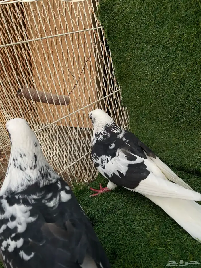 قطايف تب التب 1