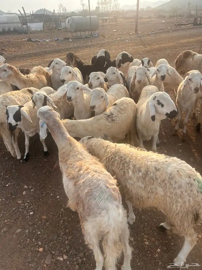 طليان سواكن 1