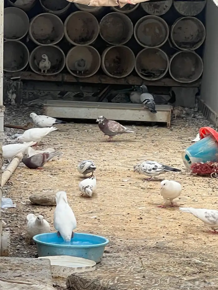 حمام للبيع فيه جمله وت فريدي الجملة 250 العدد 22 حمامه منتج 1