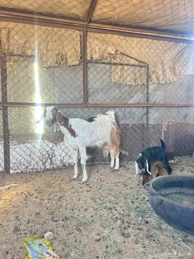 عنز سديس تحتها تيس 0