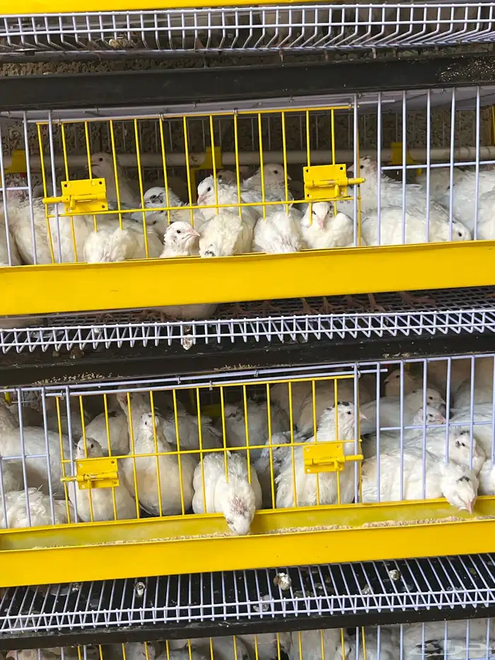 سمان تاكساس جامبو بيور 2