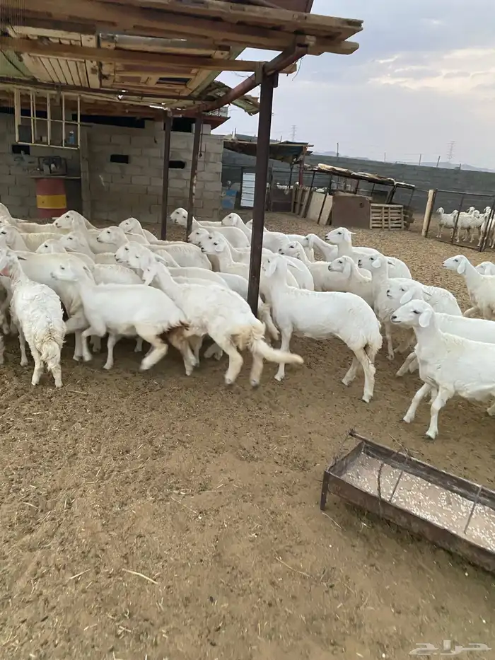 رخال للبيع بيشة 2