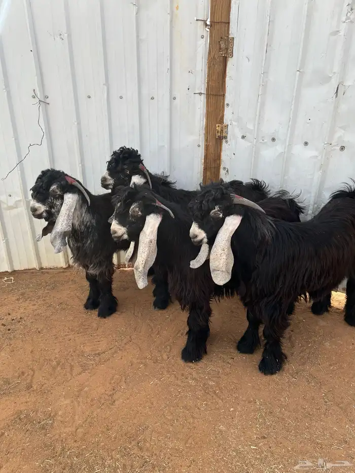 جذعان عارضيات خصم 1