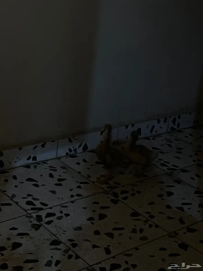 زوج بط للبيع 0