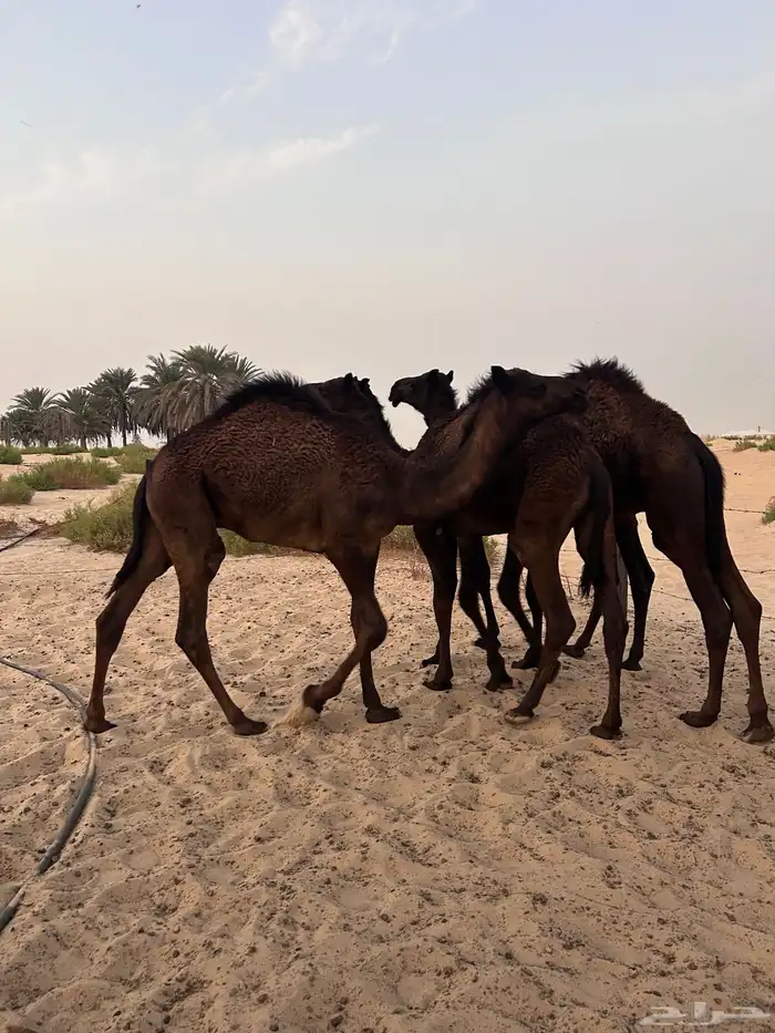 6 قعدان للبيع 3