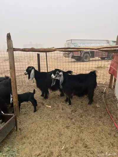 معزا عوارض خلفات index