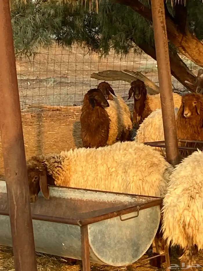 امراح نعيم مقاني 2