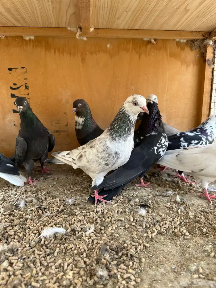 حمام هندي وقطائف 16