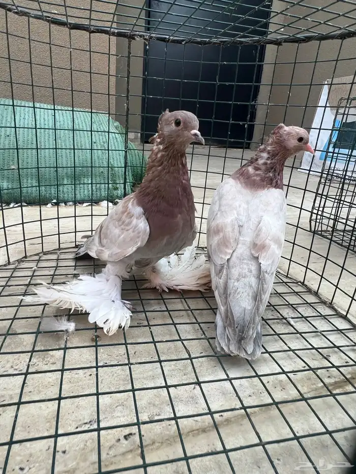 حمام صنعاني 5 ازواج 6