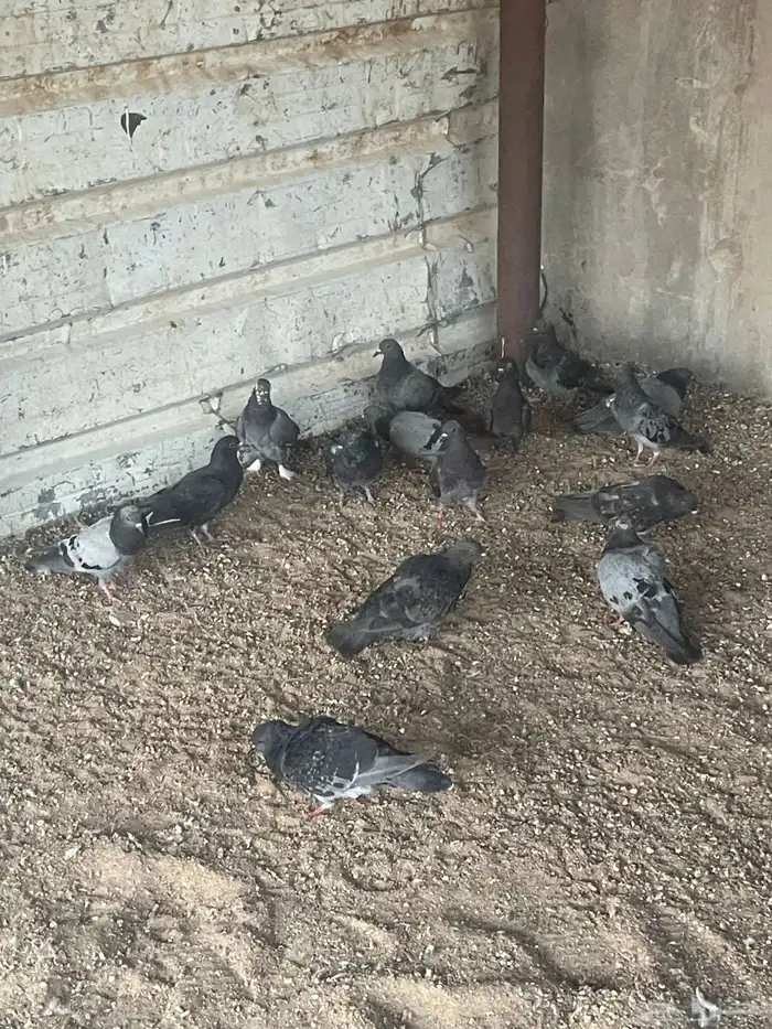 حمام دحل الزوج 12 0