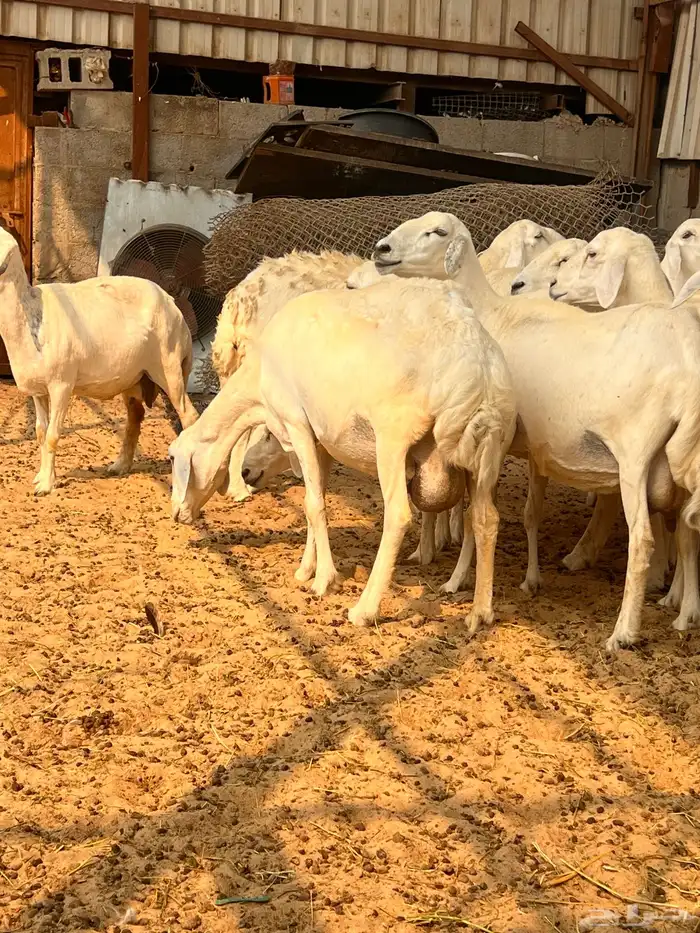 غنم حريات حصيب ودفيع 0