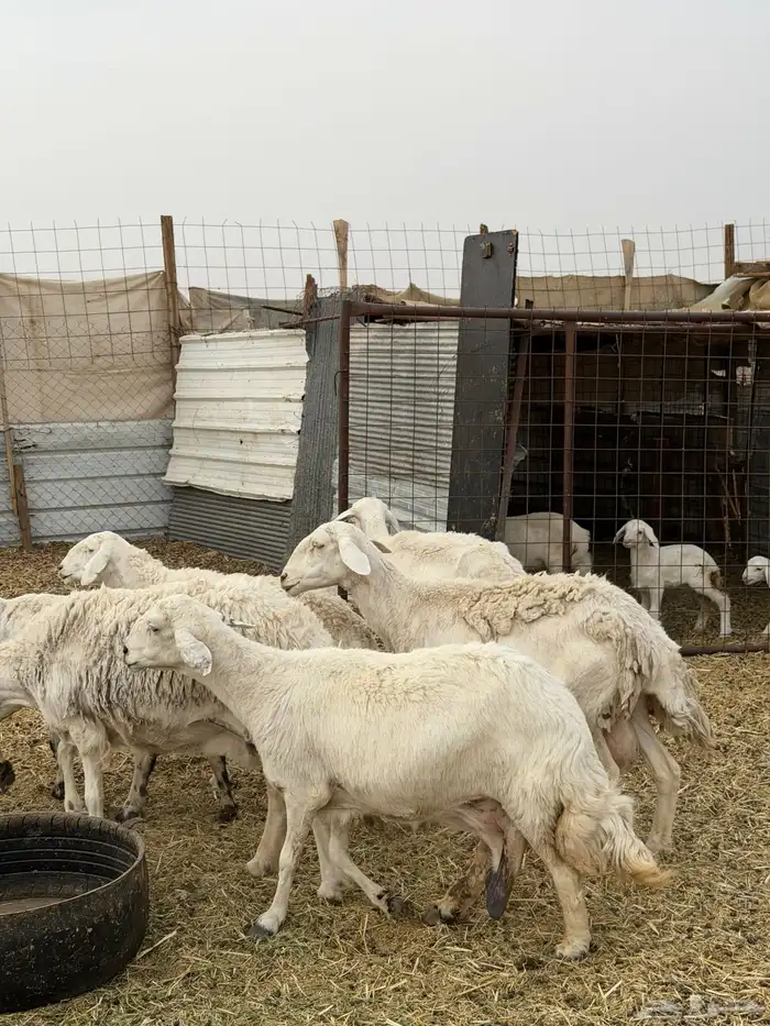 ضان حريات ولد ومضاريع نظيفه الحد 1350 4