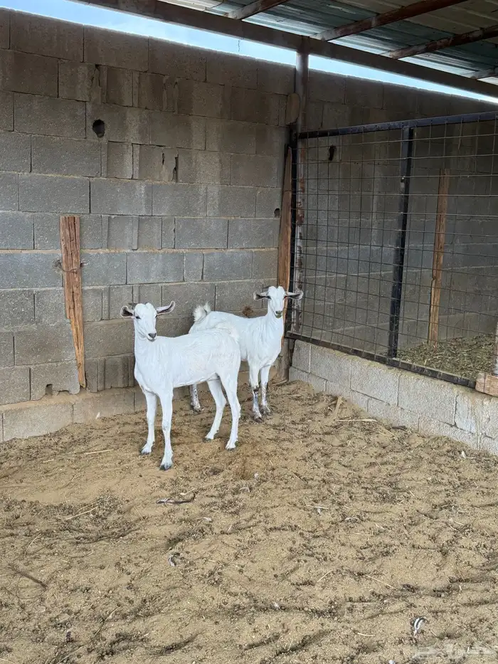 جفار على الشرط 11