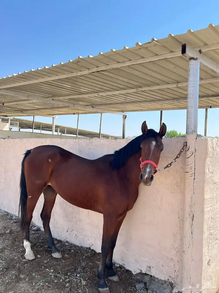 فرس شعبية   مهرتها 2