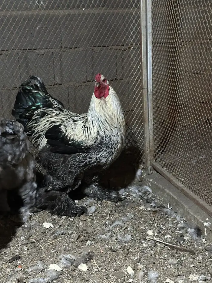 دجاج براهما اصلي 1