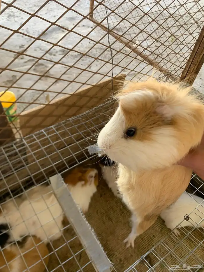 وبران بلدي للبيع 1