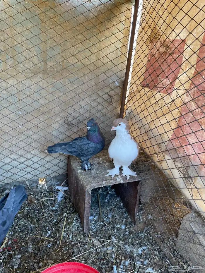 للبيع حمام 2