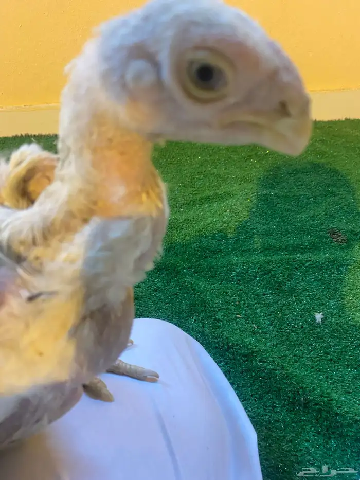 فروخ فارسي ماشاءالله من توب 6