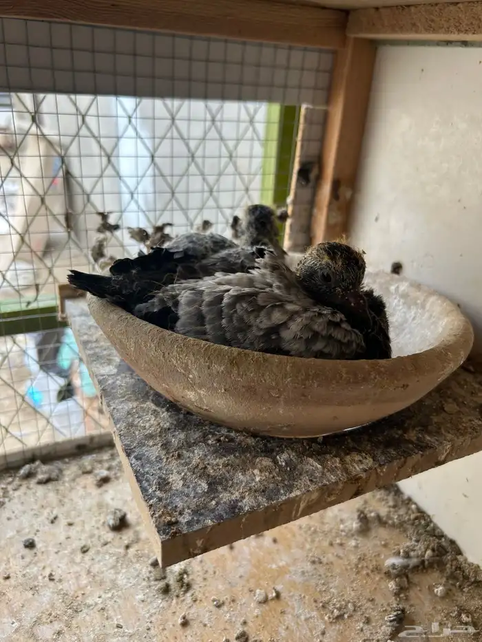 حمام باكستاني 3