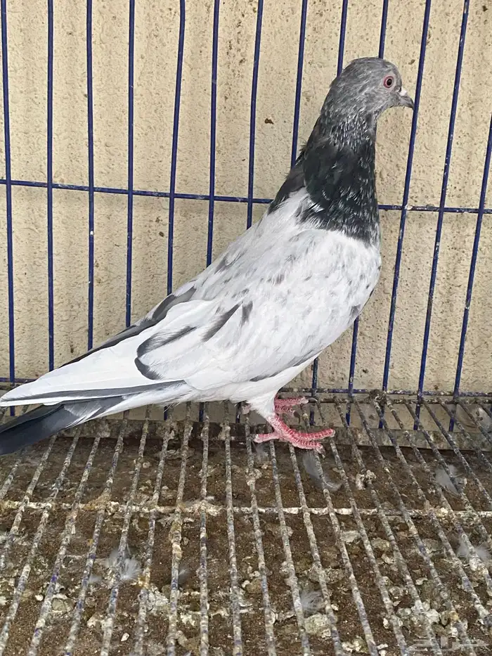 دكر باكستاني مام دين 0