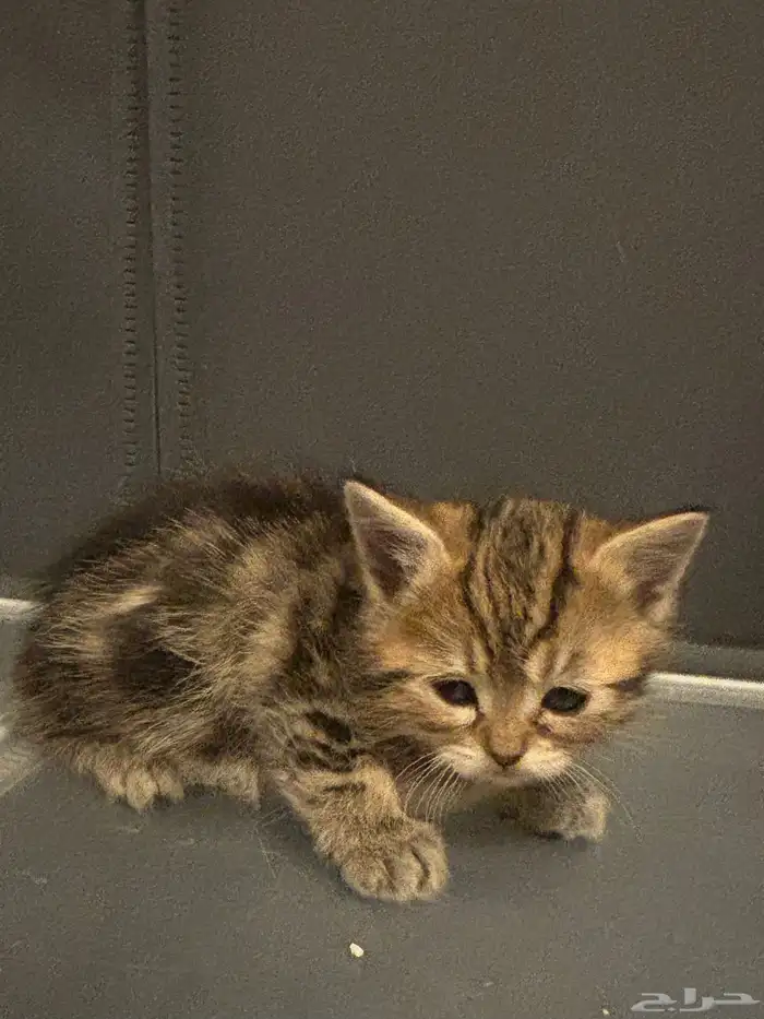 صغار قطط سكوتش 0