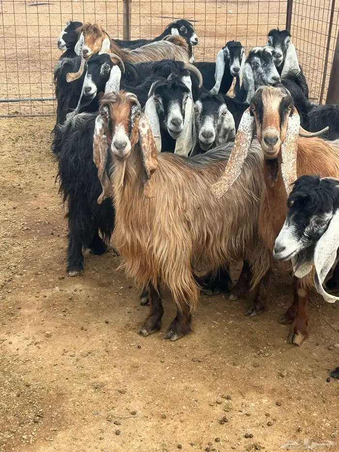 بيع معزا ولد 6