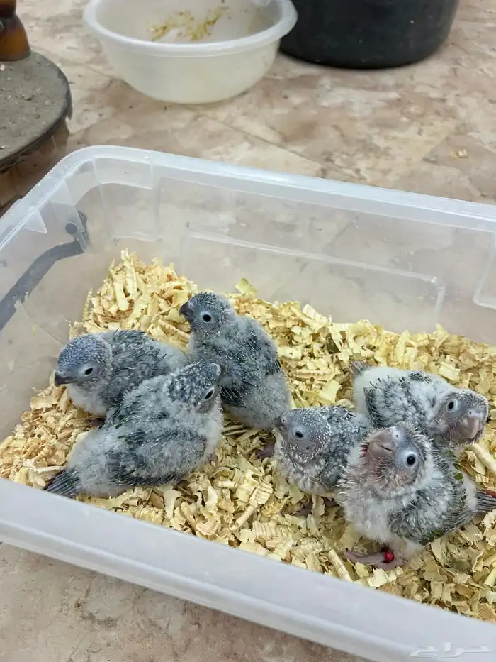 فروخ كنيور وكروان تقبل الغر ومشروطه وحجم 4