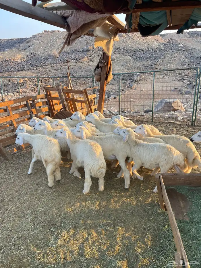 طليان و رخال 2