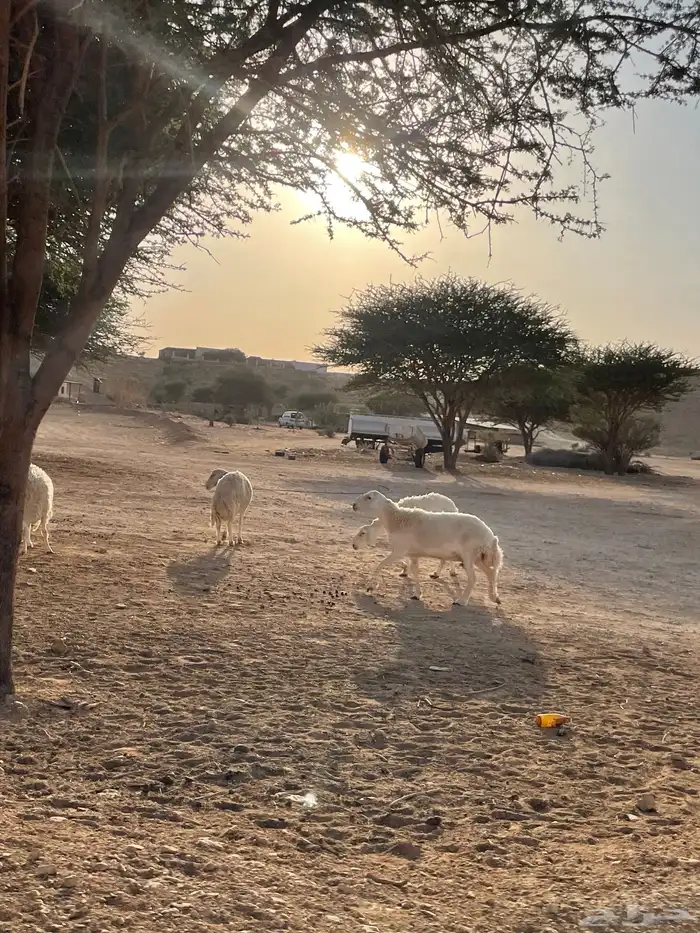 غنم حريات 20 راس دفيع شرط سونار 6