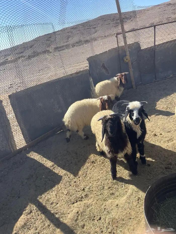 خرفان للبيع 0