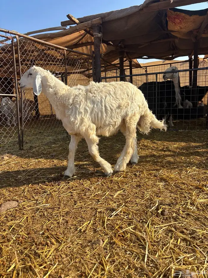 شمال المدينه 60 كيلو طريق تبوك 0