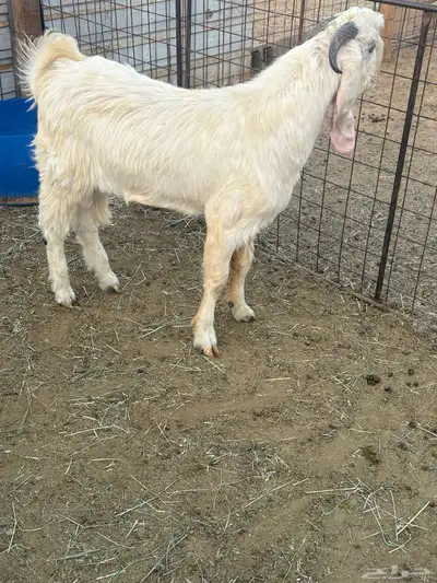 للبيع تيس شامي طيب بالحيل 0