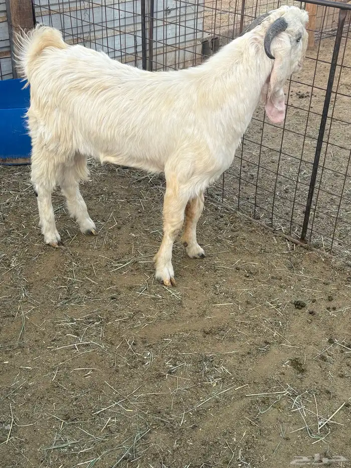 للبيع تيس شامي طيب بالحيل 0