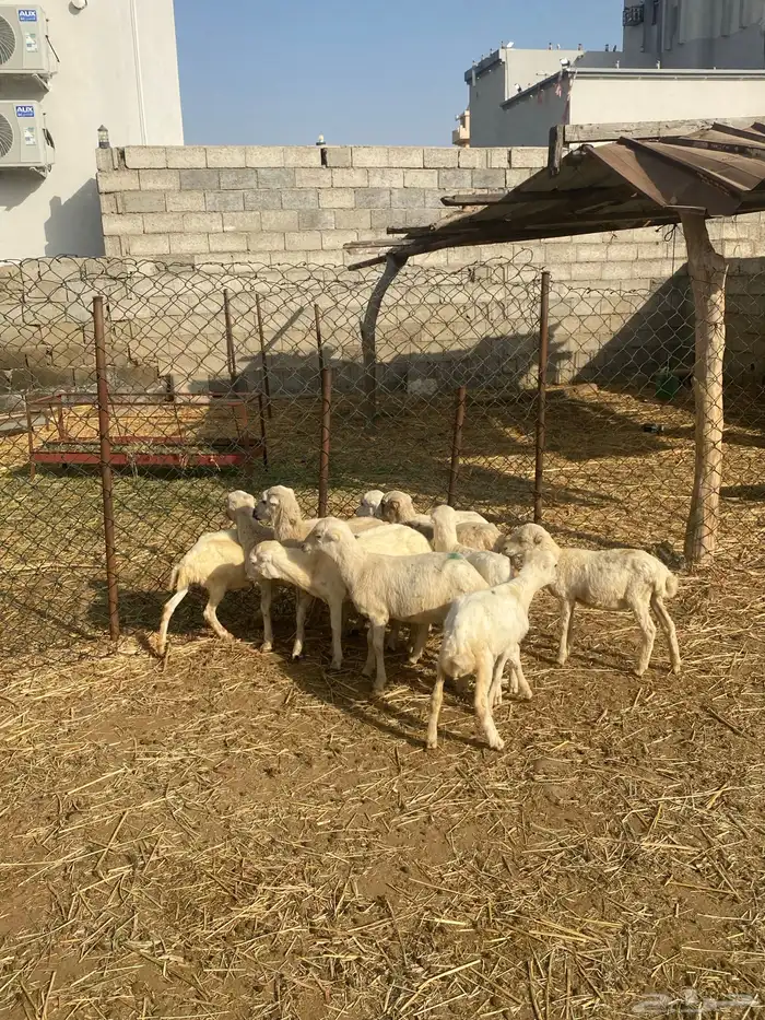 للبيع عشر رخيل تربيه مضمونه 1