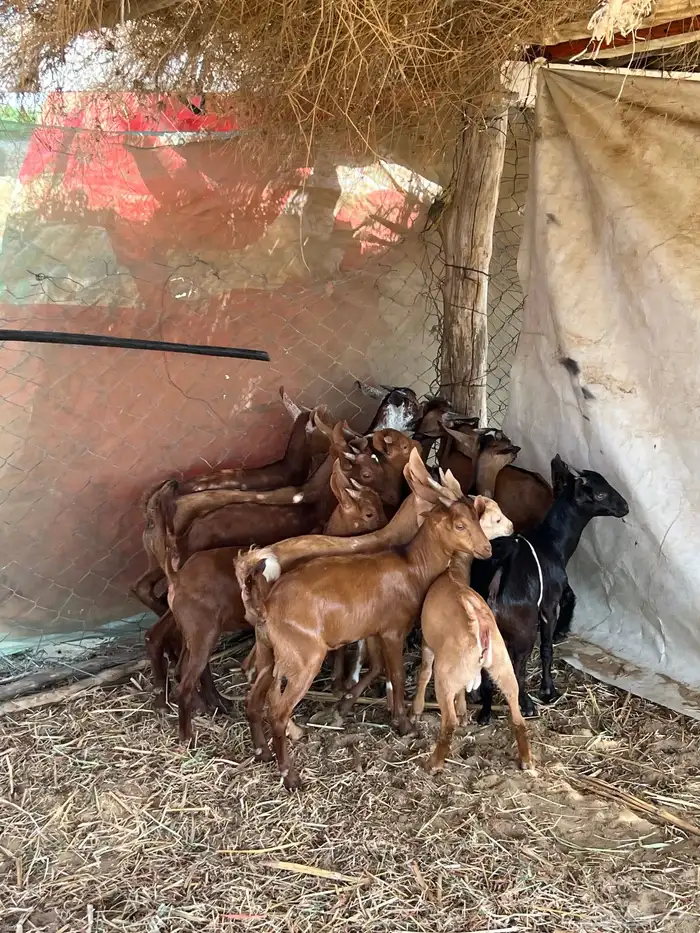 تيوس دهم بلدي العدد13 2