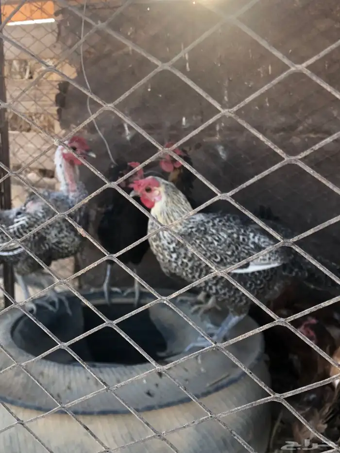 دجاج لوهم العدد ثلاث حبات حد 100 جمله 2