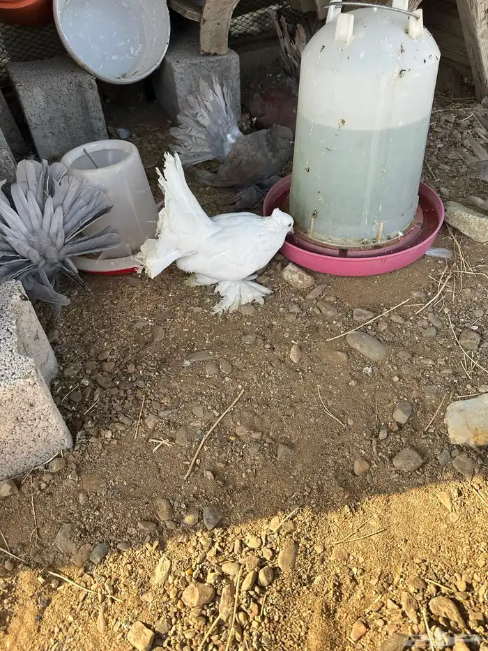 حمام امريكي ازواج رقاص محايل 2